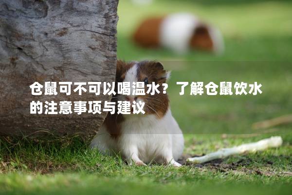 仓鼠可不可以喝温水？了解仓鼠饮水的注意事项与建议