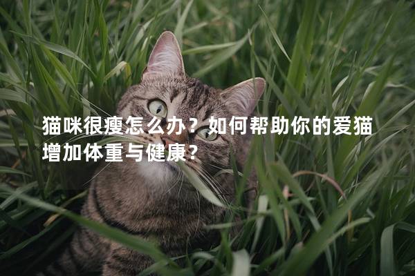 猫咪很瘦怎么办？如何帮助你的爱猫增加体重与健康？