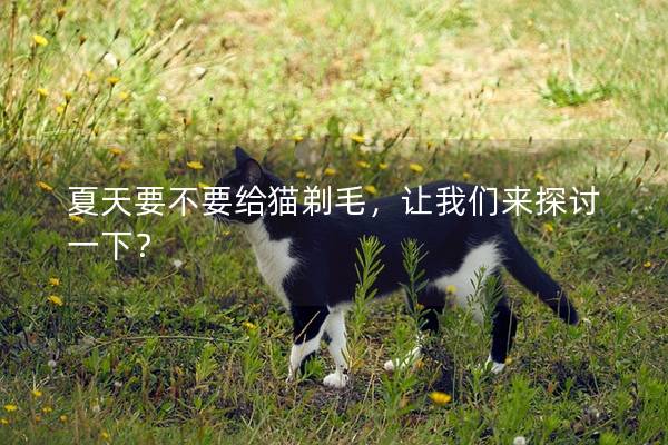 夏天要不要给猫剃毛，让我们来探讨一下？