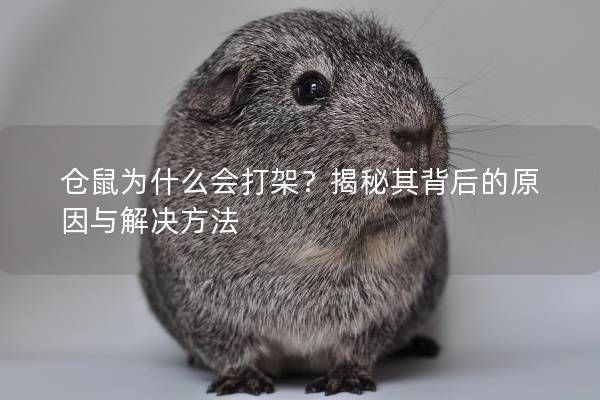 仓鼠为什么会打架?揭秘其背后的原因与解决方法 仓鼠为什么会打架?揭秘其背后的原因与解决方法