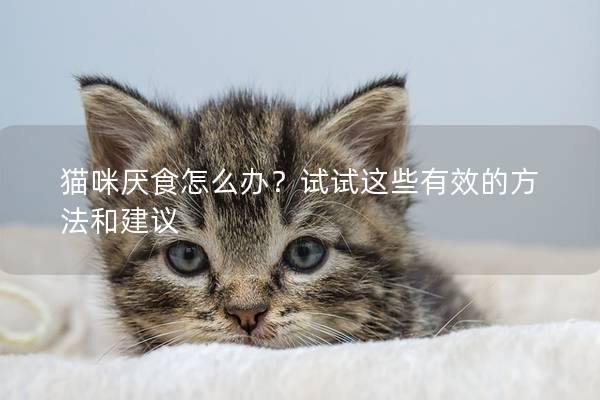 猫咪厌食怎么办？试试这些有效的方法和建议
