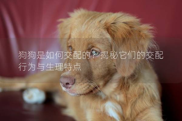 狗狗是如何交配的？揭秘它们的交配行为与生理特点