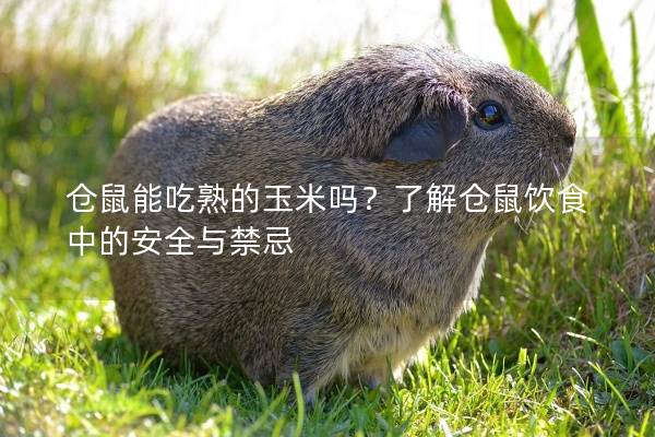 仓鼠能吃熟的玉米吗?了解仓鼠饮食中的安全与禁忌 仓鼠能吃熟的玉米吗?了解仓鼠饮食中的安全与禁忌