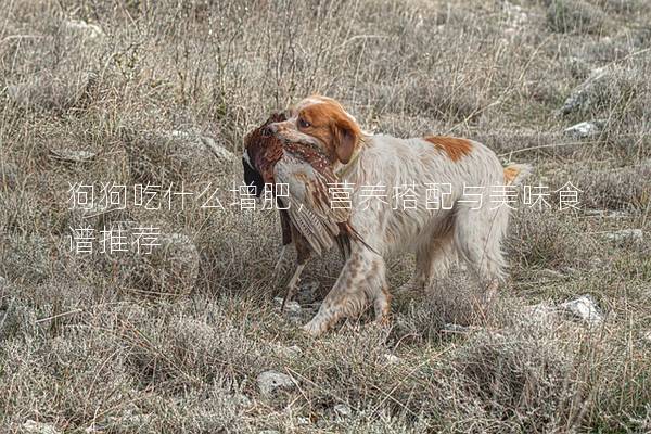 狗狗吃什么增肥，营养搭配与美味食谱推荐