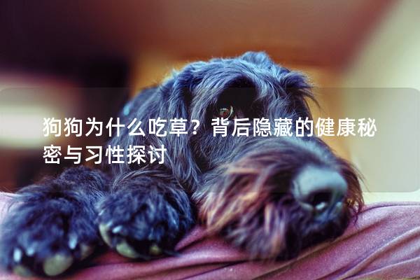 狗狗为什么吃草？背后隐藏的健康秘密与习性探讨