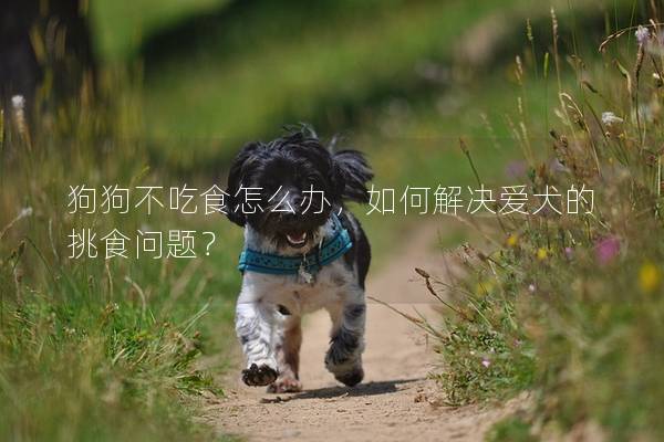 狗狗不吃食怎么办，如何解决爱犬的挑食问题？
