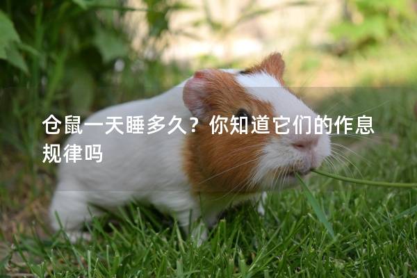 仓鼠一天睡多久？你知道它们的作息规律吗
