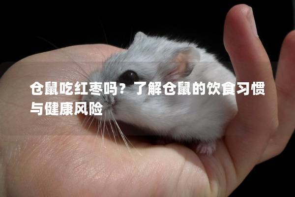 仓鼠吃红枣吗？了解仓鼠的饮食习惯与健康风险