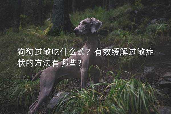 狗狗过敏吃什么药？有效缓解过敏症状的方法有哪些？