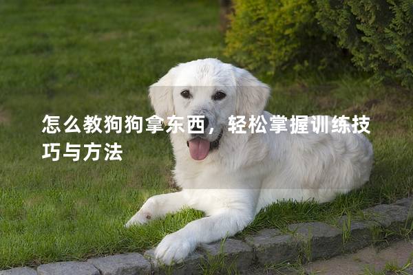 怎么教狗狗拿东西，轻松掌握训练技巧与方法