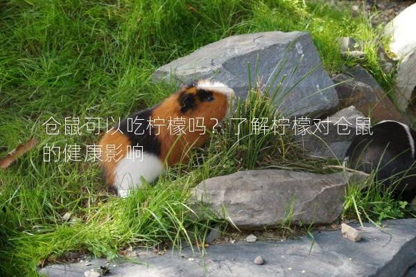 仓鼠可以吃柠檬吗？了解柠檬对仓鼠的健康影响