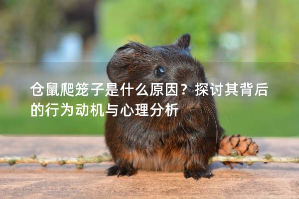 仓鼠爬笼子是什么原因？探讨其背后的行为动机与心理分析