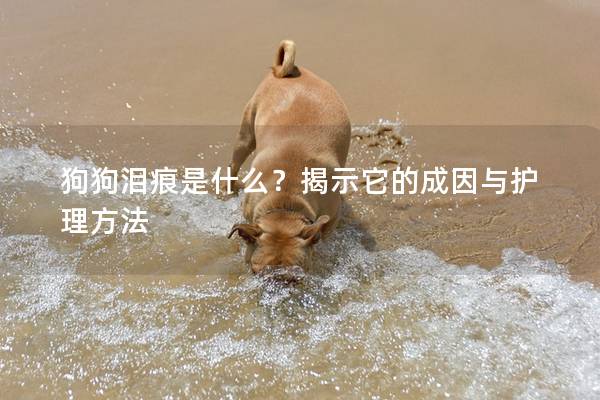 狗狗泪痕是什么?揭示它的成因与护理方法 狗狗泪痕是什么?揭示它的成因与护理方法
