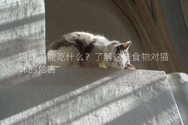 猫咪不能吃什么？了解这些食物对猫咪的危害