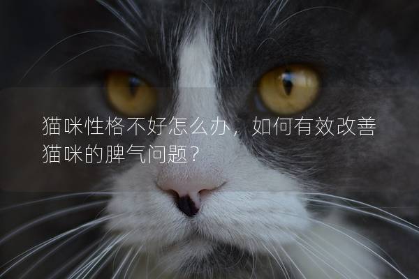 猫咪性格不好怎么办，如何有效改善猫咪的脾气问题？