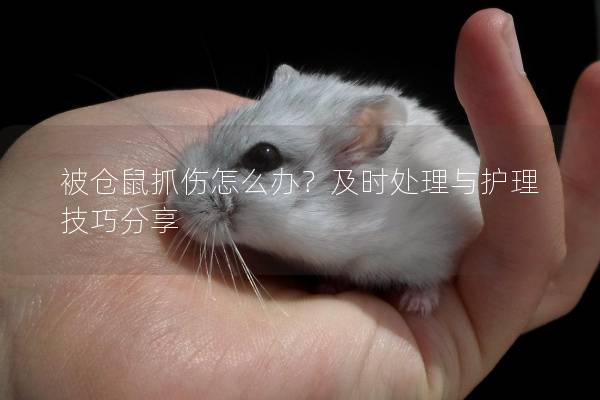 被仓鼠抓伤怎么办？及时处理与护理技巧分享