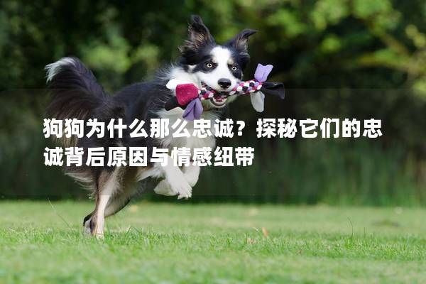 狗狗为什么那么忠诚？探秘它们的忠诚背后原因与情感纽带