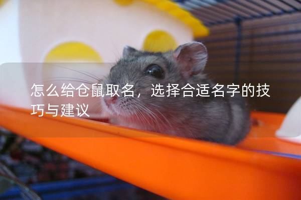 怎么给仓鼠取名，选择合适名字的技巧与建议