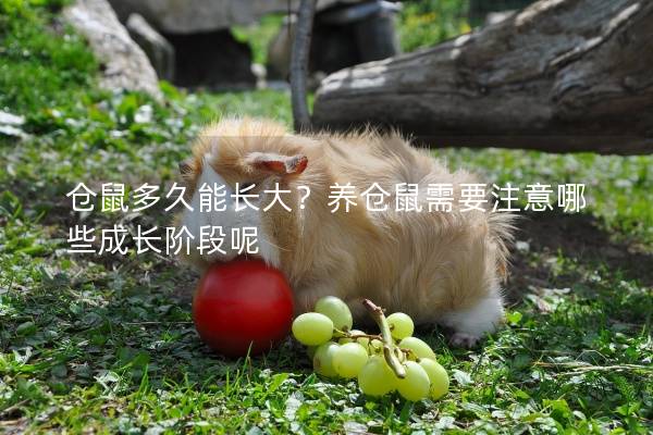 仓鼠多久能长大？养仓鼠需要注意哪些成长阶段呢