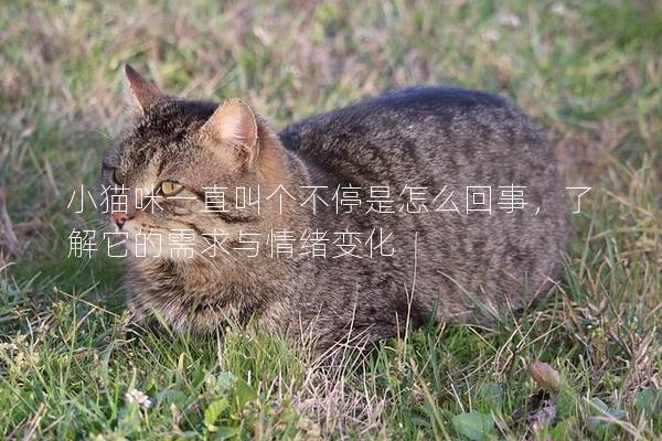 小猫咪一直叫个不停是怎么回事，了解它的需求与情绪变化