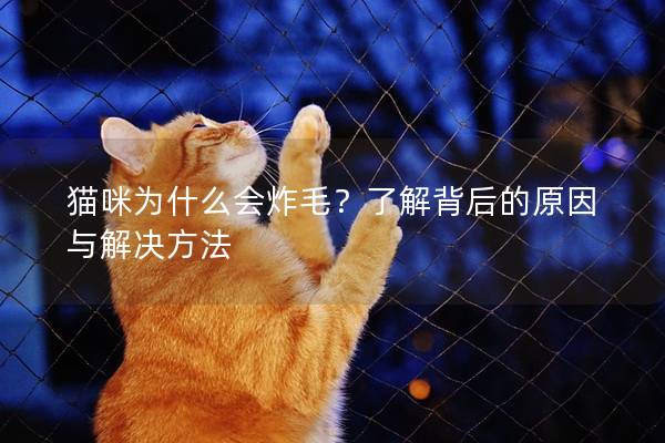 猫咪为什么会炸毛？了解背后的原因与解决方法
