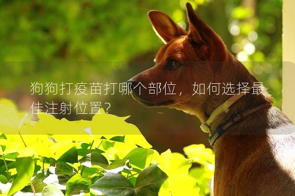 狗狗打疫苗打哪个部位,如何选择最佳注射位置? 狗狗打疫苗打哪个部位,如何选择最佳注射位置?