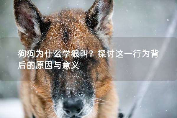 狗狗为什么学狼叫？探讨这一行为背后的原因与意义
