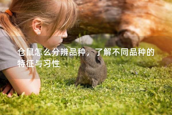 仓鼠怎么分辨品种，了解不同品种的特征与习性