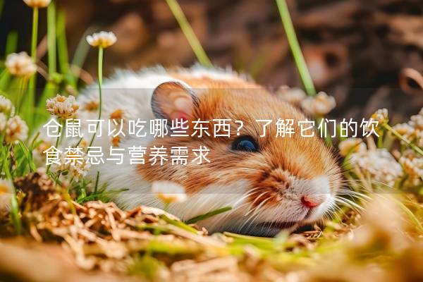 仓鼠可以吃哪些东西？了解它们的饮食禁忌与营养需求