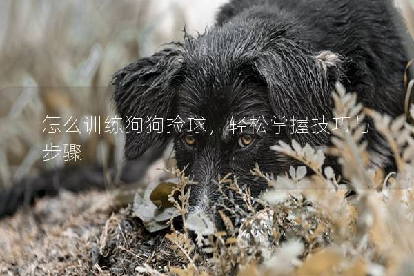 怎么训练狗狗捡球，轻松掌握技巧与步骤
