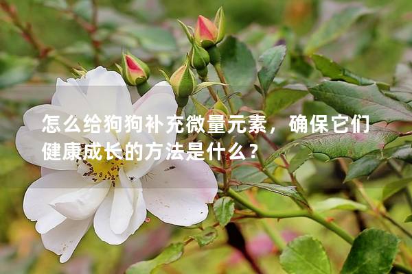 怎么给狗狗补充微量元素，确保它们健康成长的方法是什么？