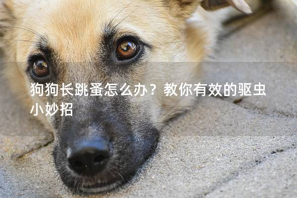 狗狗长跳蚤怎么办?教你有效的驱虫小妙招 狗狗长跳蚤怎么办?教你有效的驱虫小妙招