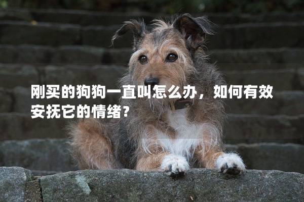 刚买的狗狗一直叫怎么办，如何有效安抚它的情绪？