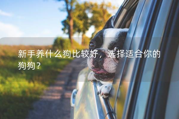 新手养什么狗比较好,选择适合你的狗狗? 新手养什么狗比较好,选择适合你的狗狗?