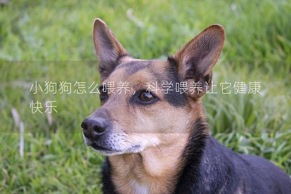 小狗狗怎么喂养，科学喂养让它健康快乐