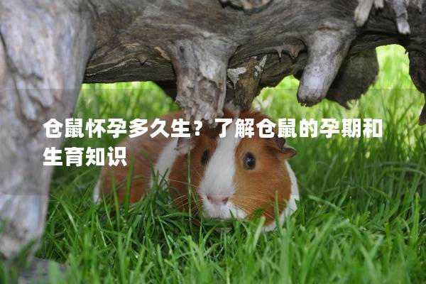 仓鼠怀孕多久生？了解仓鼠的孕期和生育知识