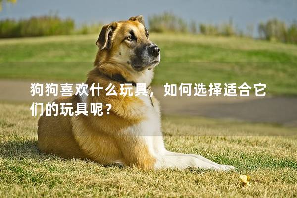 狗狗喜欢什么玩具，如何选择适合它们的玩具呢？