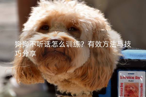 狗狗不听话怎么训练？有效方法与技巧分享