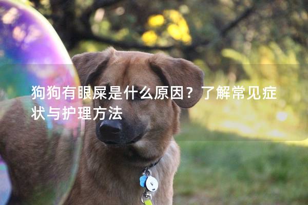 狗狗有眼屎是什么原因？了解常见症状与护理方法