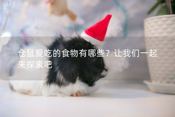 仓鼠爱吃的食物有哪些？让我们一起来探索吧