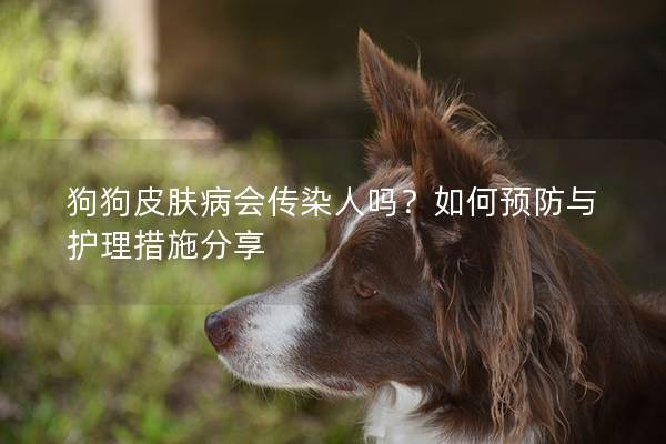 狗狗皮肤病会传染人吗?如何预防与护理措施分享 狗狗皮肤病会传染人吗?如何预防与护理措施分享