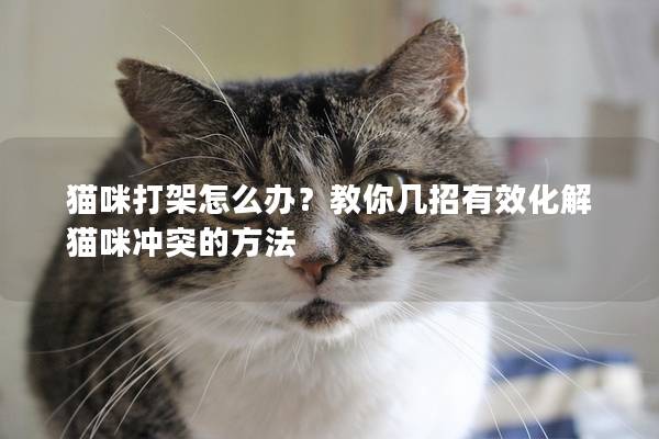 猫咪打架怎么办?教你几招有效化解猫咪冲突的方法 猫咪打架怎么办?教你几招有效化解猫咪冲突的方法