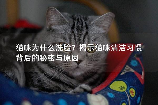 猫咪为什么洗脸？揭示猫咪清洁习惯背后的秘密与原因