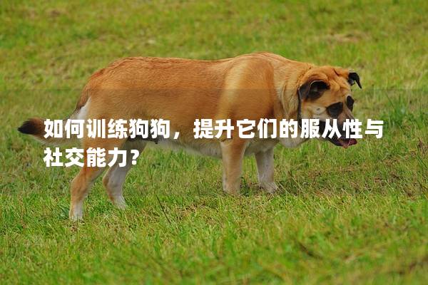如何训练狗狗，提升它们的服从性与社交能力？