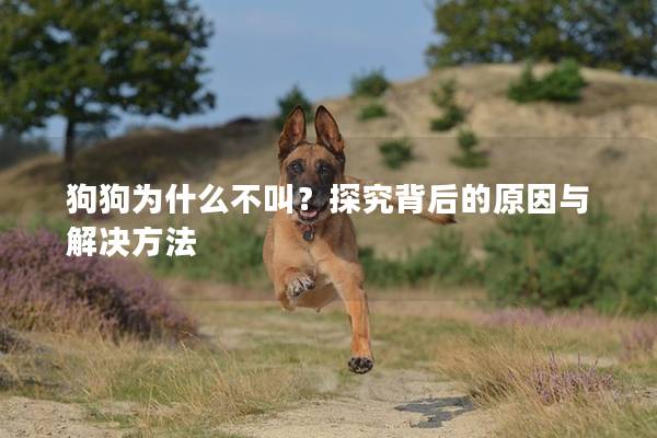 狗狗为什么不叫？探究背后的原因与解决方法