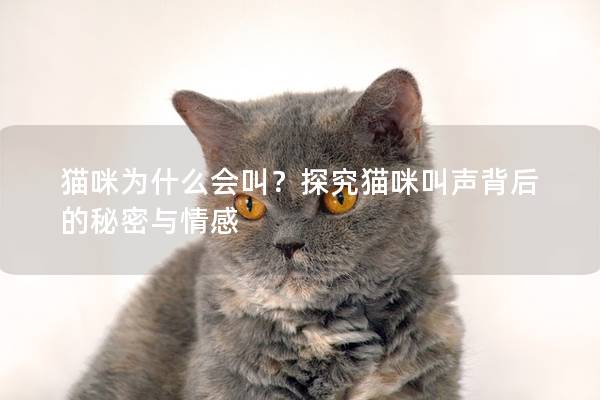 猫咪为什么会叫？探究猫咪叫声背后的秘密与情感