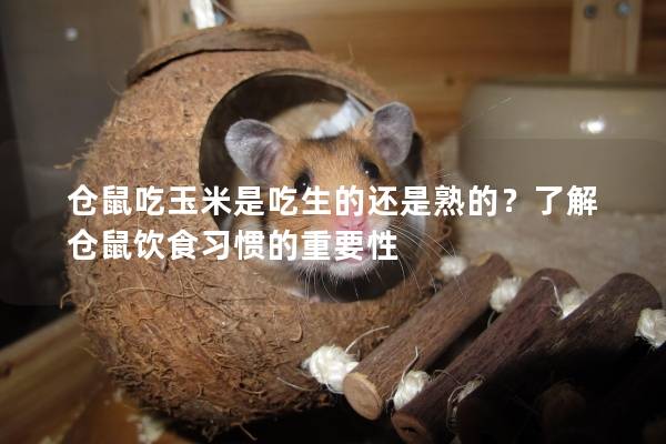 仓鼠吃玉米是吃生的还是熟的？了解仓鼠饮食习惯的重要性