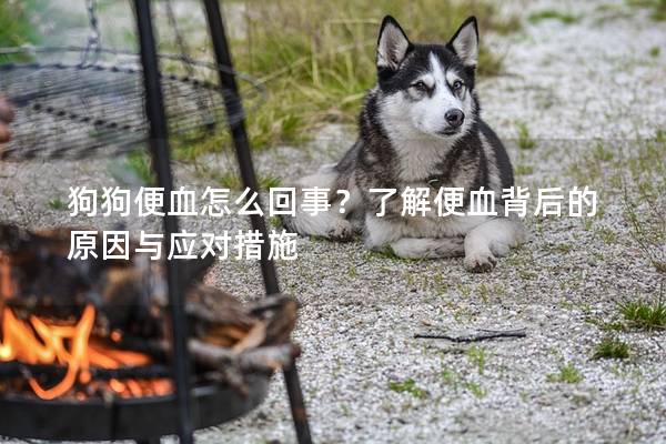 狗狗便血怎么回事？了解便血背后的原因与应对措施