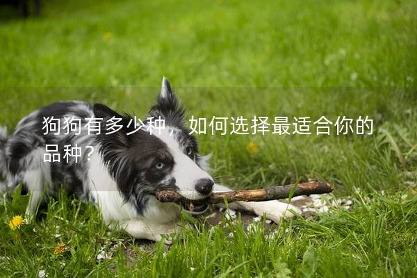 狗狗有多少种，如何选择最适合你的品种？