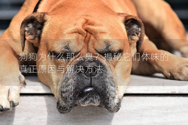 狗狗为什么那么臭？揭秘它们体味的真正原因与解决方法